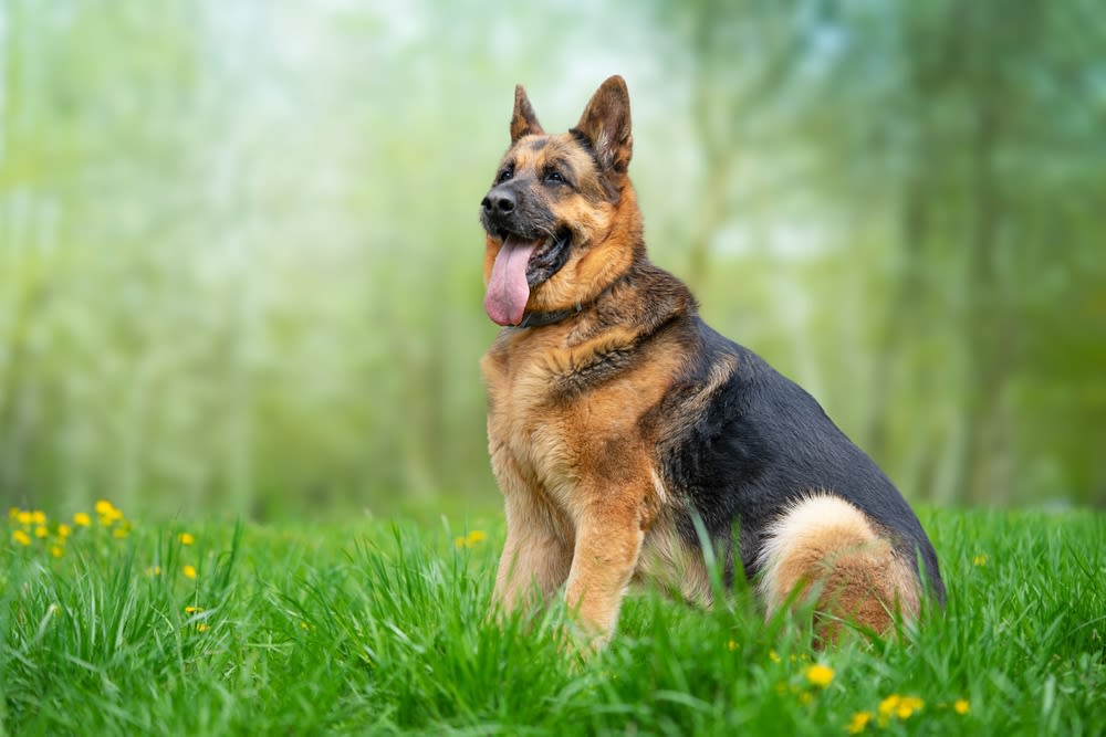 perros y procesionarias